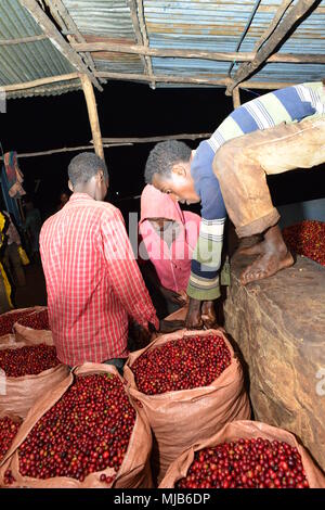 Arbeitnehmer bei Mordecoffee Kaffee Mühle, (Shakiso, Äthiopien) den ersten Tag der Ernte der Kaffeekirschen zu verarbeiten Stockfoto