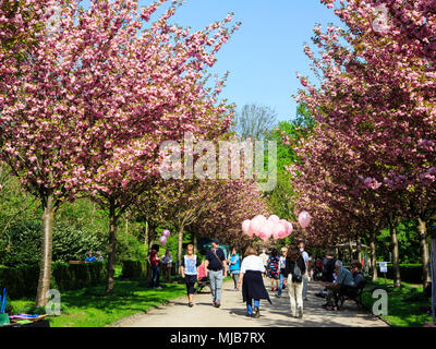 Hanami, Cherry Blossom Festival im Rombergpark, Dortmund, Deutschland Stockfoto