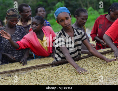 Kaffeemühle Arbeiter, handsorting Kaffee Körner gewaschen, Negele Gorbitu Kaffee Genossenschaft, in der Nähe von yirgacheffee Stadt, Äthiopien Stockfoto