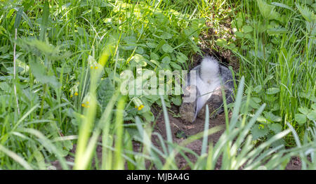 Ein graues Kaninchen versteckt sich in der Rabbit Hole Stockfoto