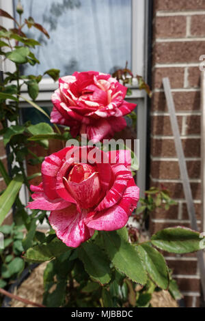 Nahaufnahme von Himbeere Tiger Rose in voller Blüte Stockfoto