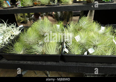 Nahaufnahme von Luft anlage Tillandsia andreana Stockfoto