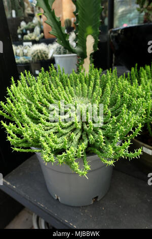 Euphorbia flanaganii oder als Medusenhaupt bekannt Stockfoto