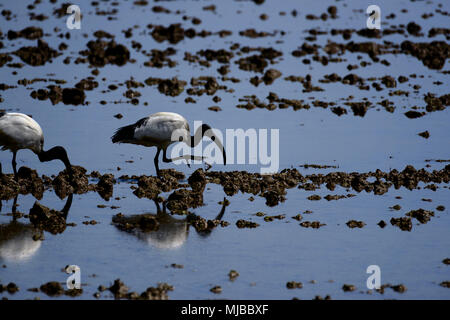 Ibis auf der Suche nach Nahrung in einem Reisfeld Stockfoto