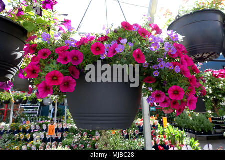 Hot Pink magenta Petunia Blüten in hängenden Korb Stockfoto