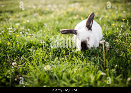 Kleine Hase auf grünem Gras Stockfoto