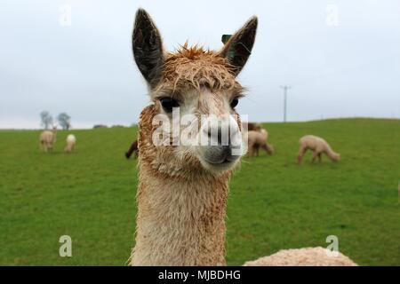 Eine weibliche Alpaka in einem Feld in einem britischen Alpaka Farm, mit anderen aus ihrer Herde hinter ihr. Stockfoto