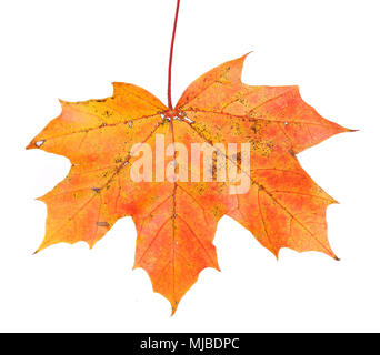 Ein maple leaf in herbstlichen Farben auf weißem Hintergrund. Stockfoto