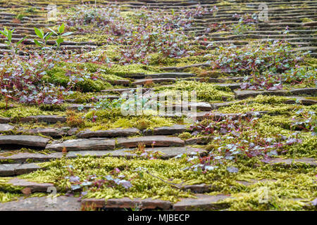 In der Nähe von Moos und Farne wachsen auf Ziegeldach in Großbritannien Stockfoto