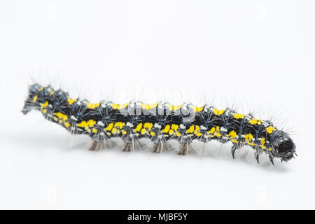 Scarlet Tiger Moth Caterpillar, Callimorpha dominula, Fütterung mit Beinwell, Symphytum officinale, an der Seite eines Landes Straße in North Dorset En Stockfoto