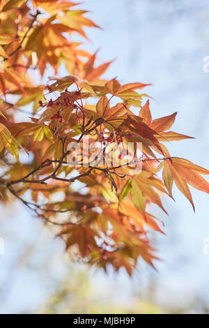 Japanischer Ahorn Zweige im Frühjahr, Lancaster County, Pennsylvania, USA Stockfoto