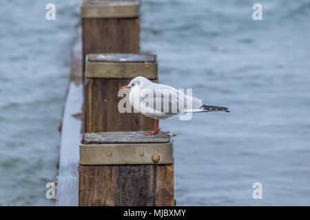 Einzelne schwarze Spitze Möwe im Winter auf einer hölzernen groyne pearched Stockfoto