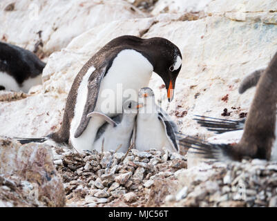 Gentoo Pinguin, Pygoscelis papua, Mutter mit zwei Küken in Kolonie auf Felsen auf Cuverville Island, an der Westküste der Antarktischen Halbinsel, Antarktis Stockfoto