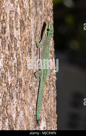 Abbott's Taggecko (Phelsuma Abbotti), männlich, Sonnenbaden am Baumstamm, Nosy Tanikely Nationalpark im Nordwesten von Madagaskar, Madagaskar Stockfoto