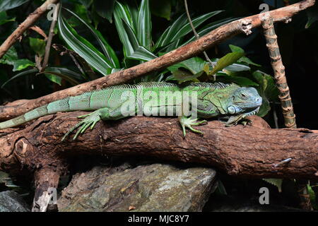 Ein grüner Leguan entspannt auf einer etwas Sonne Licht warm zu bleiben log Grabbing. Stockfoto