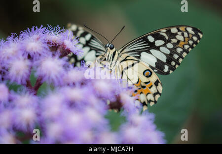 Creme- und Orangefarbene Schwalbenschwanz auf einer buddlea Bush Stockfoto