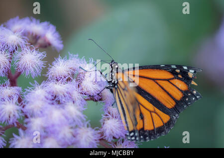 Schöne Monarch Butterly auf einem Buddlea Bush Stockfoto