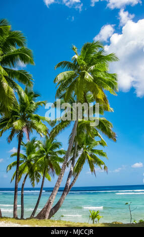 Weißen Sandes Strand mit Palmen und Grün und Blau Wasser auf Cocos keeling Atoll, Australien, Indischen Ozean Stockfoto