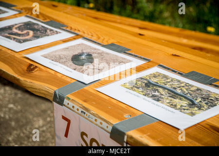 ANSBACH, Deutschland - Kinder Zeit an der die Öl-Station" als Teil einer Masse Tag pädagogische Veranstaltung in Urlas Soldaten am 24. April 2018. (U.S. Armee Foto von Georgios Moumoulidis). Stockfoto