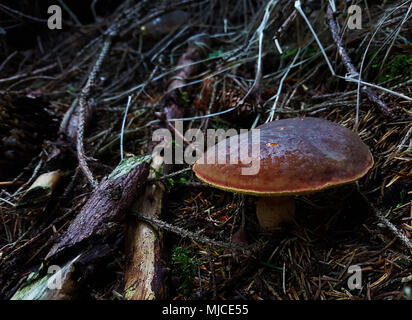 Die detaillierten Steinpilze aus der Oberseite mit Stöcken und die Stifte in die dunklen Tiefen Wald umgeben. Stockfoto