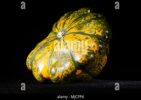 Grün orange Kürbis auf schwarzem Hintergrund Stockfoto