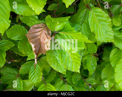 Buche Fagus Sylvatica neues Shooting und alten Blatt Stockfoto