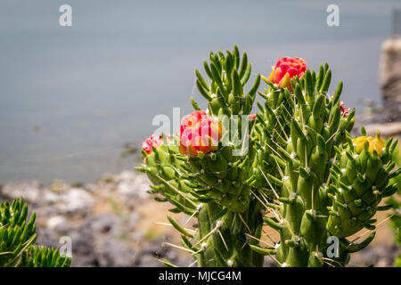 Opuntia subulata Cactus Knospen an den See von Galiläa Hintergrund im Garten von Franziskanerkloster in Kapernaum, Israel Stockfoto