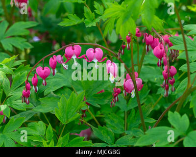 Blutende Herz pflanze Lamprocapnos californica Stockfoto