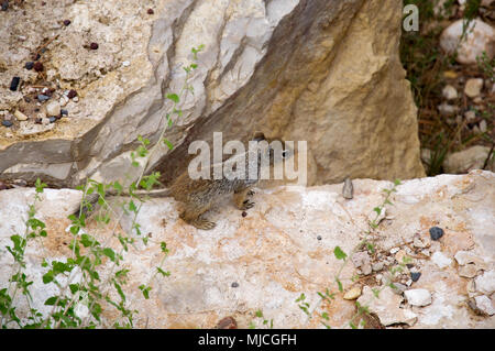 Schönes Eichhörnchen sitzt auf der Kante und Suchen in den Grand Canyon. Stockfoto