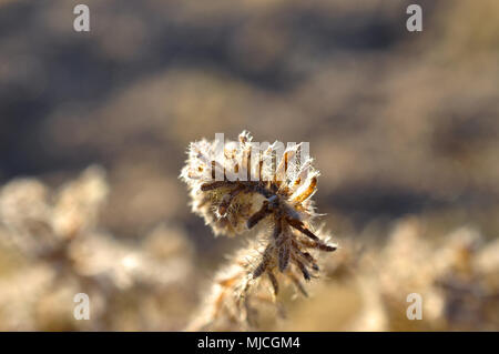 Spike der trockenen Wüste Werk - Sehr detaillierte Ansicht. Bild ist in Joshua Tree National Park in Kalifornien genommen. Es könnte auf eine Postkarte oder als Ba verwendet werden. Stockfoto