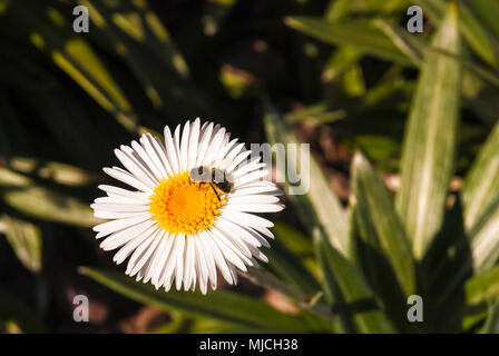 Eine Arbeitsbiene sammeln Nektar aus einem Gänseblümchen, Bellis perennis, an einem Sommertag. 01. Juni 2009. Stockfoto
