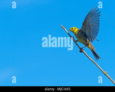 Die Goldammer wären Emberiza citrinella im Flug Stockfoto