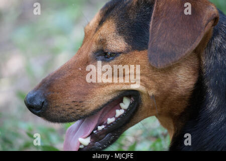Brauner Hund auf dem Berg Stockfoto
