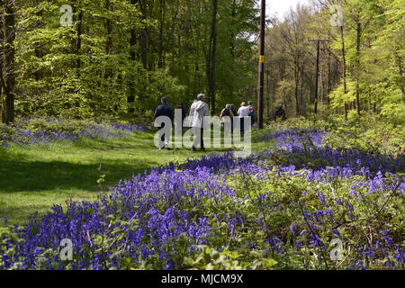 Menschen, die durch Bluebells in Cowleaze Woods, in der Nähe von Aston Rowant, Buckinghamshire, England, wandern Stockfoto