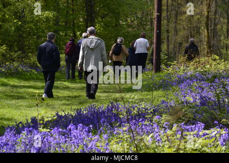 Menschen, die durch Bluebells in Cowleaze Woods, in der Nähe von Aston Rowant, Buckinghamshire, England, wandern Stockfoto