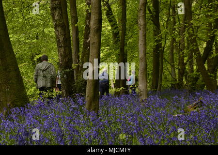 Menschen, die durch Bluebells in Cowleaze Woods, in der Nähe von Aston Rowant, Buckinghamshire, England, wandern Stockfoto