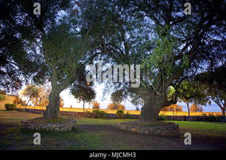 Italien, Sardinien, Provinz Ogliastra, Santa Maria Navarese, Via Lungomare, Olivenbäume, Stockfoto