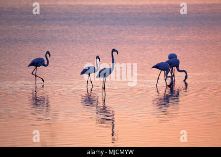 Italien, Sardinien, Westküste, Oristano, Halbinsel Sinis, Porto Mandriola, Capo Mannu, Stagno Sale Porcus, Flamingo, Morgenstimmung, Stockfoto