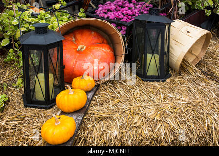 Kürbisse am Thanksgiving Tag in Québec Stockfoto