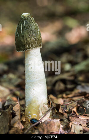 Gemeinsame Exemplar des Gemeinen Stinkmorchels, phallus impudicus Stockfoto