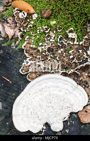 Haarige Halterung, Trametes hirsuta Stockfoto