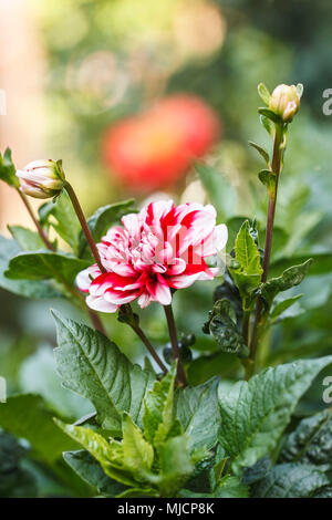 Dahlie in einem Garten, natürlicher Lebensraum Stockfoto