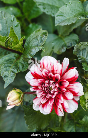 Dahlie in einem Garten, natürlicher Lebensraum Stockfoto