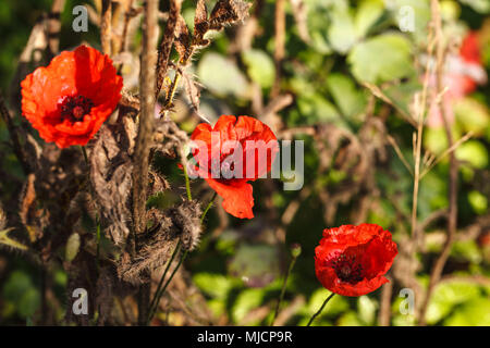 Orientalischer Mohn, Blüten in einer Cottage Garden Stockfoto