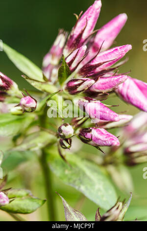 Ländliche dianthus barbatus in einem Garten, Knospen, Blüten Stockfoto