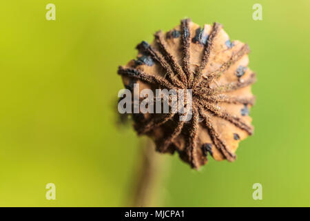 Getrockneter Mohn Kapsel, ausgeschnitten, Ansicht von vorne Stockfoto