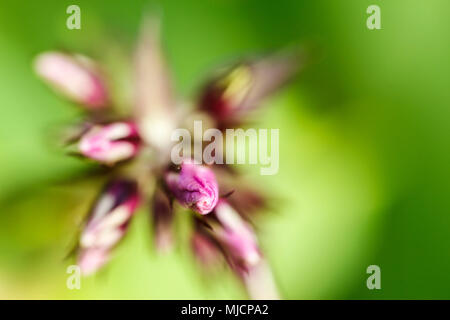 Ländliche dianthus barbatus in einem Garten, Knospen, Blüten Stockfoto