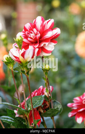 Dahlia Dahlia, dekorativ im Garten, natürlicher Lebensraum Stockfoto