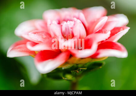 Dahlia Dahlia, dekorativ im Garten, natürlicher Lebensraum Stockfoto