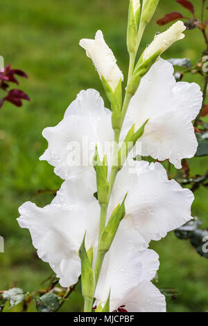 Grand Dorsett, Blüten, weiß, Nahaufnahme, Stockfoto